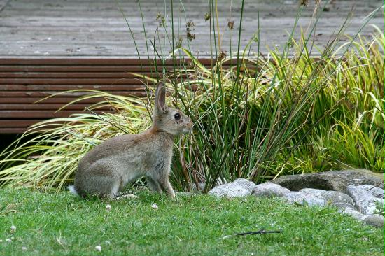 Rabbit <i>Oryctolagus cuniculus</i>